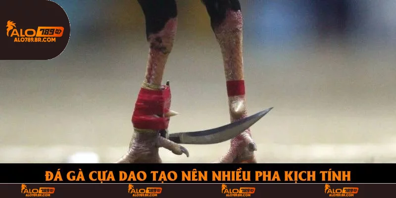 Đá gà cựa dao tạo nên nhiều pha kịch tính