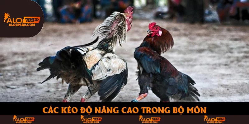 Các kèo độ nâng cao trong bộ môn