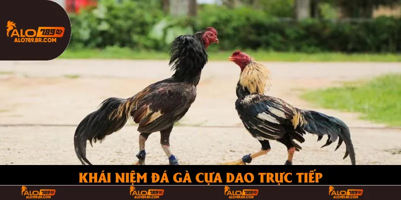 Khái niệm đá gà cựa dao trực tiếp