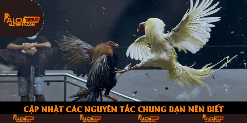 Cập nhật các nguyên tắc chung bạn nên biết