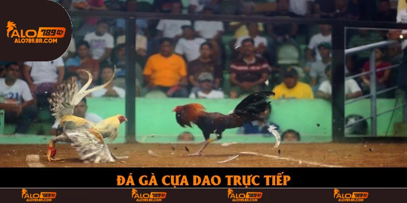 Đá Gà Cựa Dao Trực Tiếp: Sản Phẩm Nổi Bật Tại Alo789