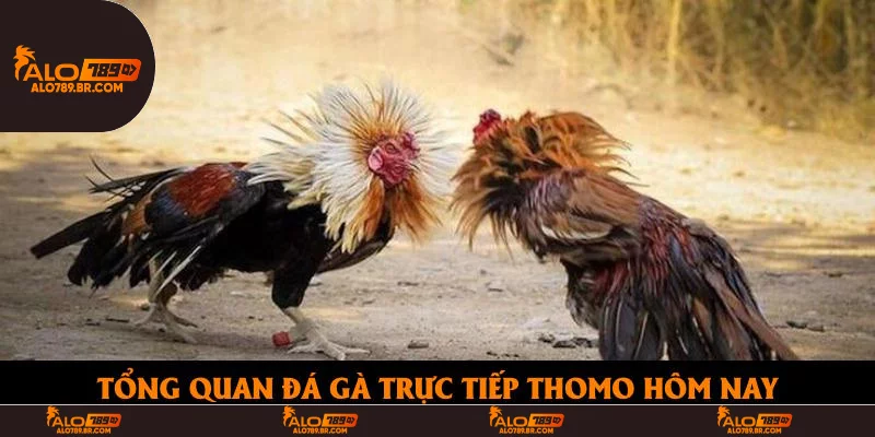 Tổng quan đá gà trực tiếp thomo hôm nay