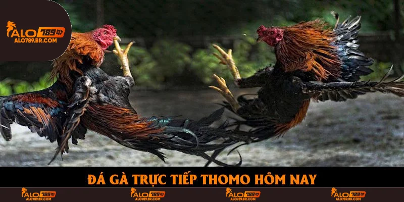 Đá Gà Trực Tiếp Thomo Hôm Nay: Cập Nhật Sản Phẩm Cuốn Hút