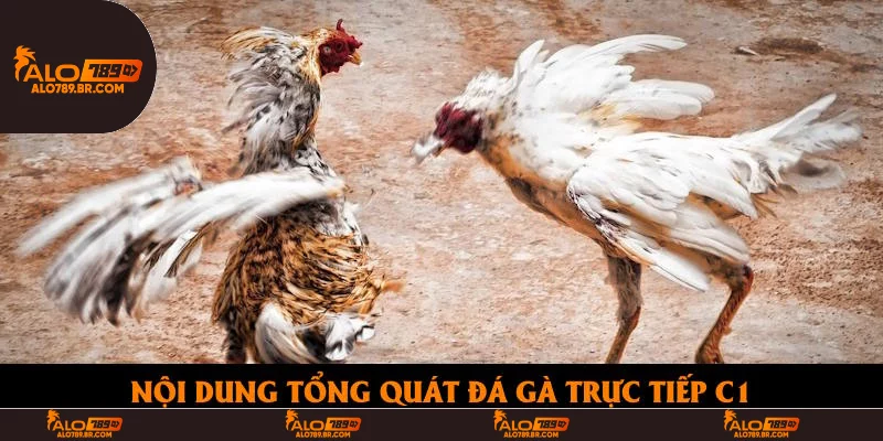 Nội dung tổng quát đá gà trực tiếp C1