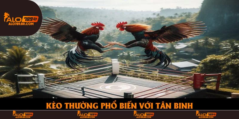 Kèo thường phổ biến với tân binh
