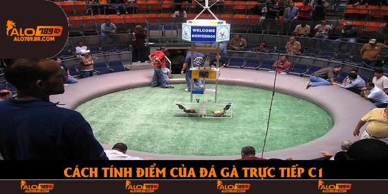Cách tính điểm của đá gà trực tiếp C1